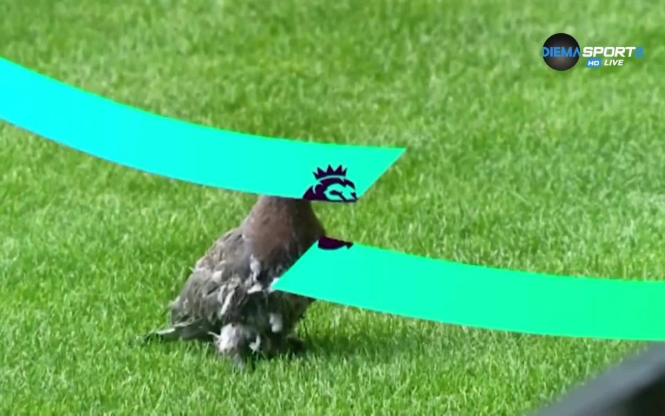 Стотици хиляди фенове всяка седмица отиват на стадионите, за да