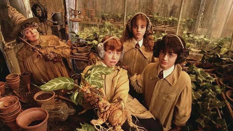  В кой дом ще те прати Разпределителната шапка съгласно зодията ти? 