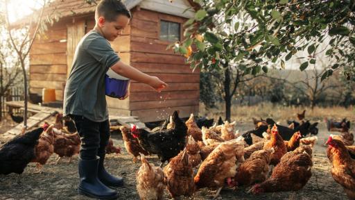  <p>Какво се случва, когато днешните деца отидат на село</p> 