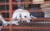  Бруталните развъдници за кучета на България, Румъния и Унгария 