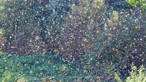  Напаст от мухи в Разград, хората не могат да дишат 