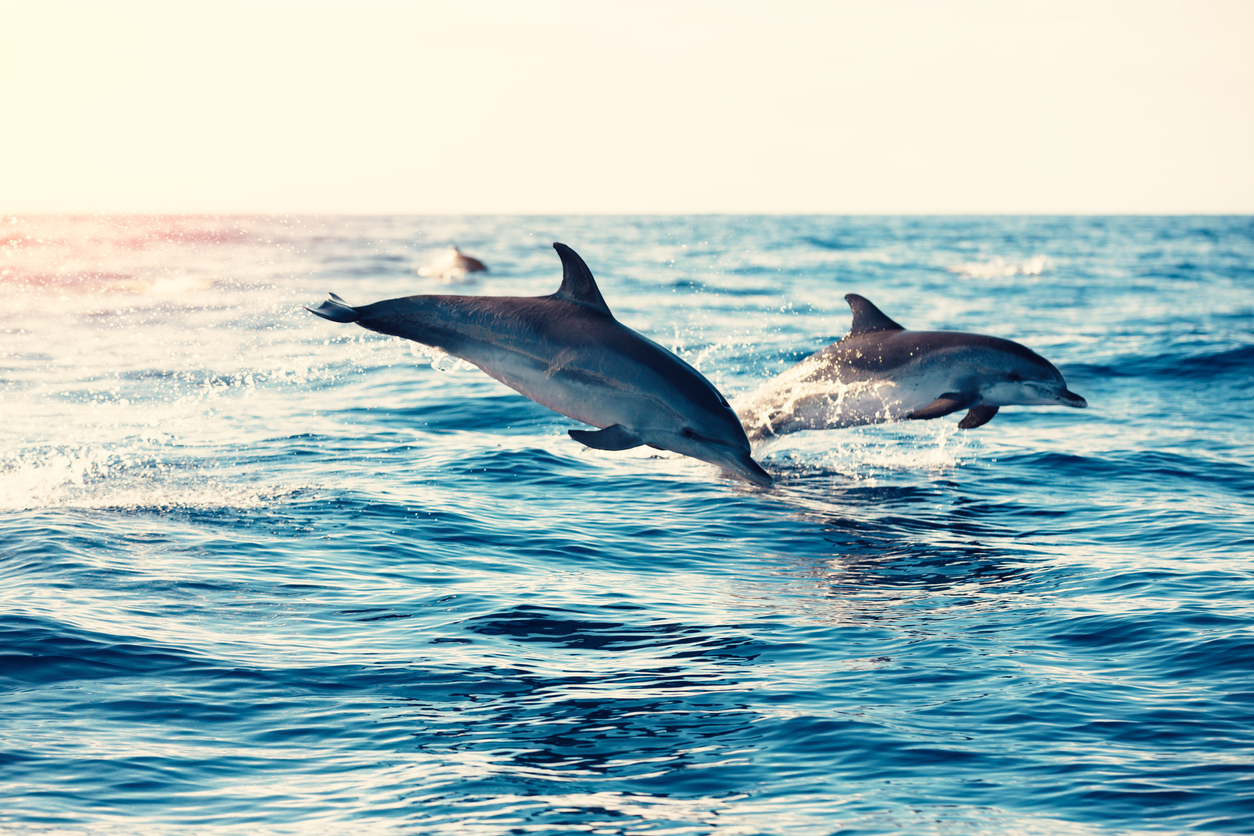 <p><strong>Делфин</strong></p>

<p>Даваме гласност и на морските обитатели. Делфинът често се смята за едно от най-интелигентните живи създания. Популацията на вида е широко разпространена в Атлантическия, Тихия и Индийския океан, Средиземно, Черно и Червено море. Обикновеният делфин живее до 25 &ndash; 35 г.</p>