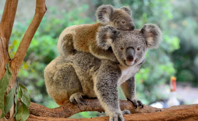 В Австралия ще ваксинират коалите срещу хламидия