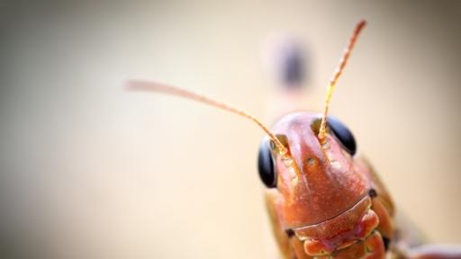  Насекомите изчезват, какво значи това 