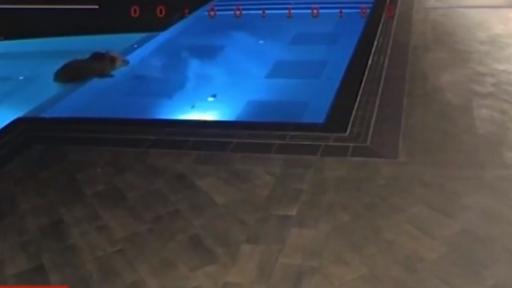  Мечката, която се изкъпа в басейн в Балкана - звезда 