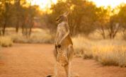 Червеното гигантско кенгуру – да оцеляваш посред суша, апетит и адска горещина 