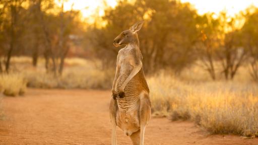  <p><strong>Червеното кенгуру</strong> &ndash; да оцеляваш посред суша, апетит и адска жега</p> 