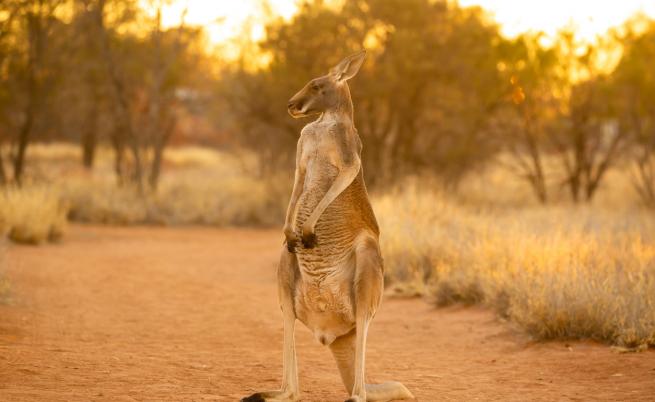 Червеното гигантско кенгуру – да оцеляваш насред суша, глад и адска жега