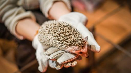  Япония и нейните кафенета 