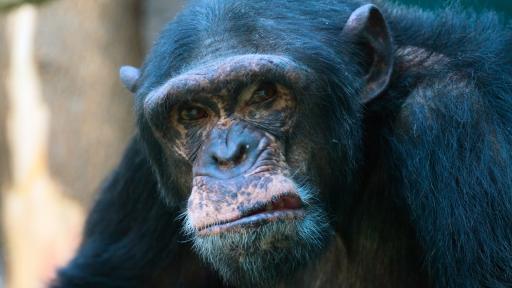  <p>Шимпанзета убиват човешки бебета в Уганда</p> 