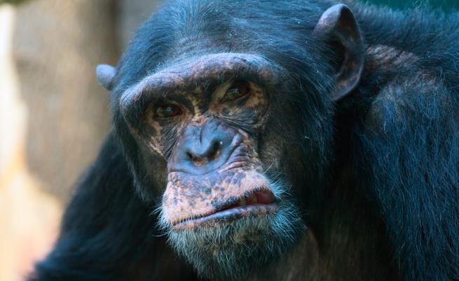Шимпанзета убиват и ядат горили в Африка