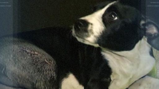  Отвлякоха дребен питбул и му счупиха крайници 