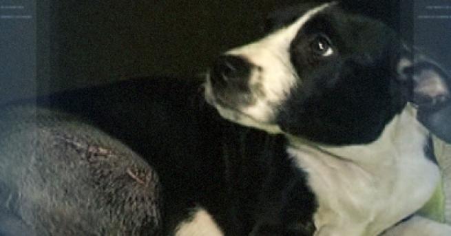 България Отвлякоха малък питбул и му счупиха крака По време