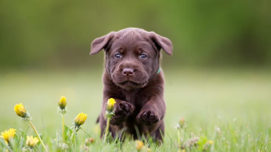  Куче на 18 хиляди години слага доста въпроси пред учените 