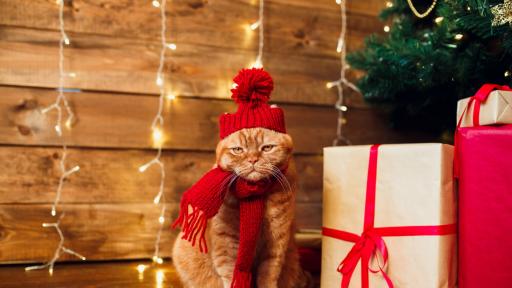  Коледно коте 