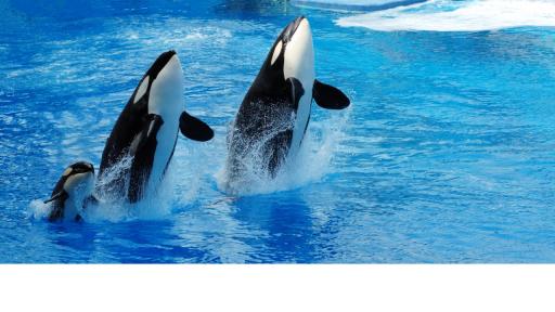  <p><strong>Косатките</strong>, също като хората, разчитат на <strong>бабите да гледат децата</strong></p> <p>&nbsp;</p> 