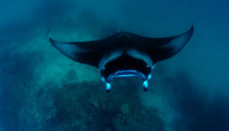 На кои острови почиват богатите и известните