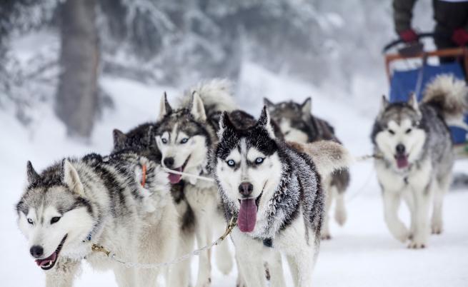  Учени разкриват античните секрети на кучешките впрягове 