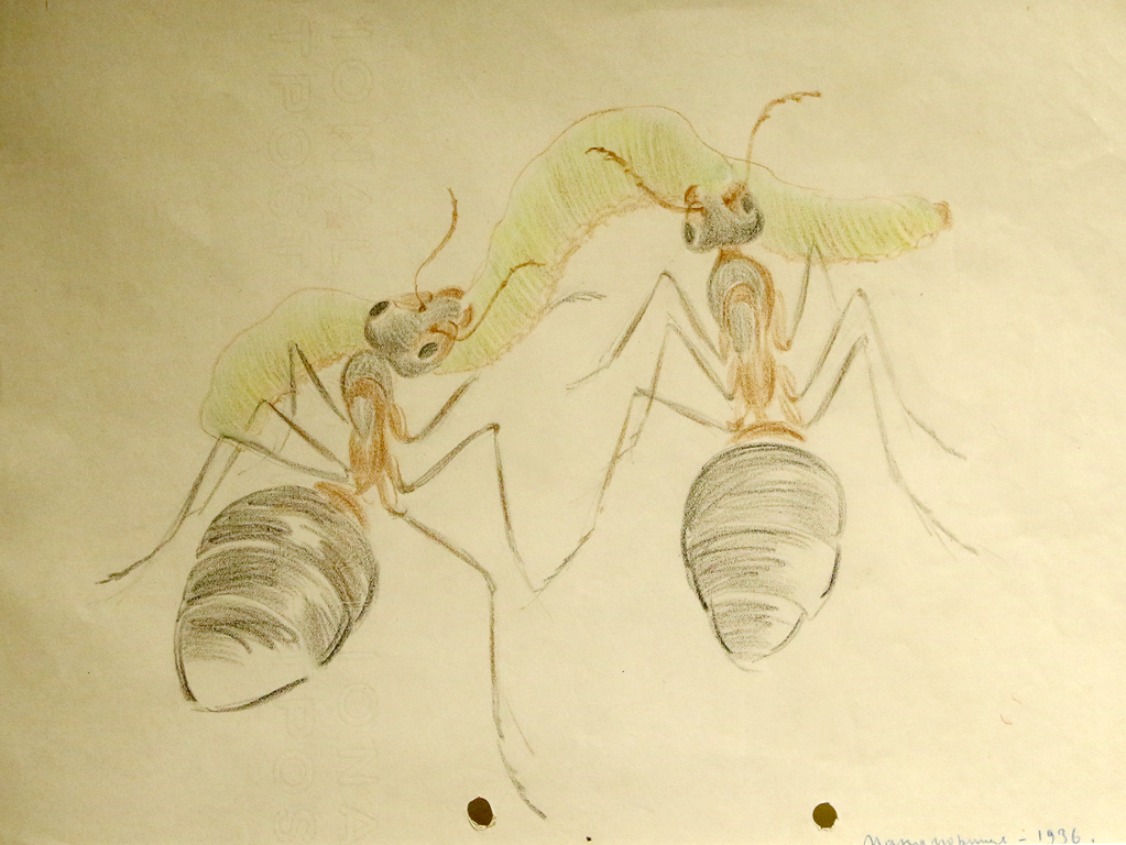 <p>Дали авторът е бил привлечен единствено от специфичната организация в света на мравките или нещо в човешките взаимоотношения подтиква скулптора, създадел на едни от най-запомнящите се образи в нашето изкуство, да обърне поглед към този миниатюрен свят на царици, работнички, търтеи, мравешки пътечки и мравуняци.</p>