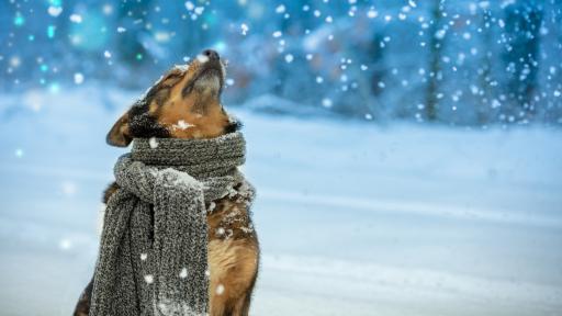  <p>Очаква ни внезапна смяна на времето и сняг</p> 