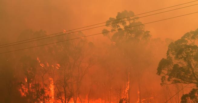 Свят Австралия отпуска 35 млн за възстановяване на природата Половината
