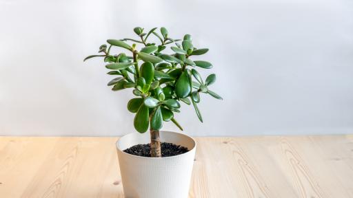  <p><strong>Красула:</strong> растението, което е нужно на всеки дом</p> 