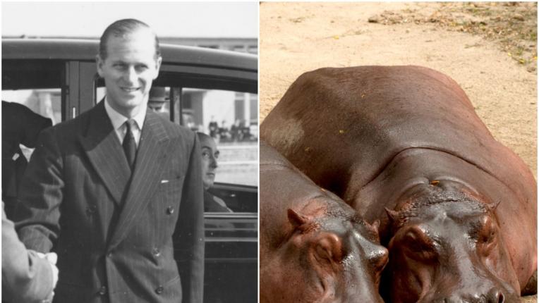  Домашните любимци на английското кралско семейство 