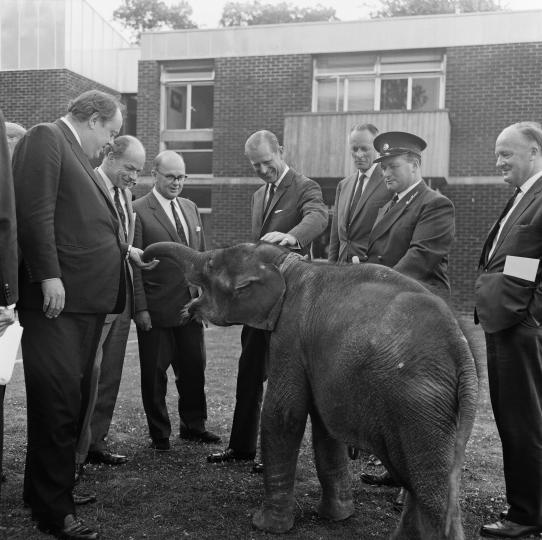 <p>Това се случва&nbsp;и с <strong>бебето слонче, което му е подарено по време на посещение в Шри Ланка</strong>. Принц Филип често е посещавал своите животни в зоопарка и понякога ги е хранел лично.</p>