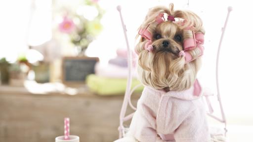  Супер сладки трендове за кучета 