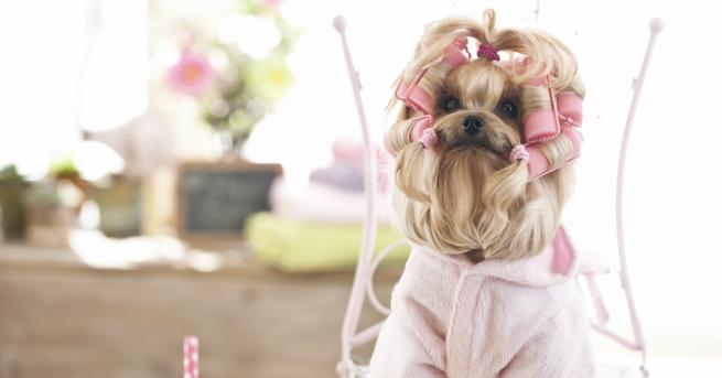 Любопитно Супер сладки тенденции за кучета Ето някои от най популярните