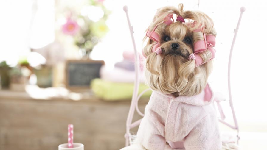  Супер сладки трендове за кучета 