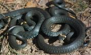  Змии може да са предали на хората мистериозния ковид 