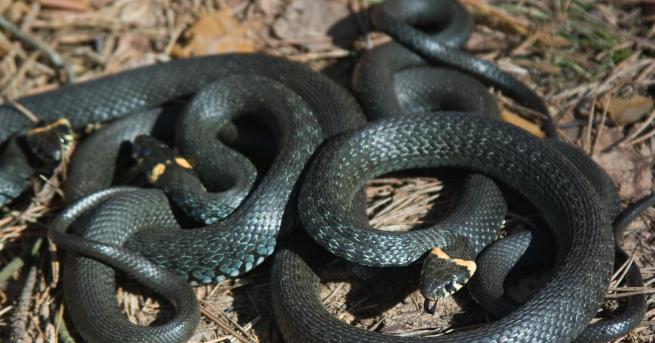 Свят Змии може да са предали на хората мистериозния коронавирус