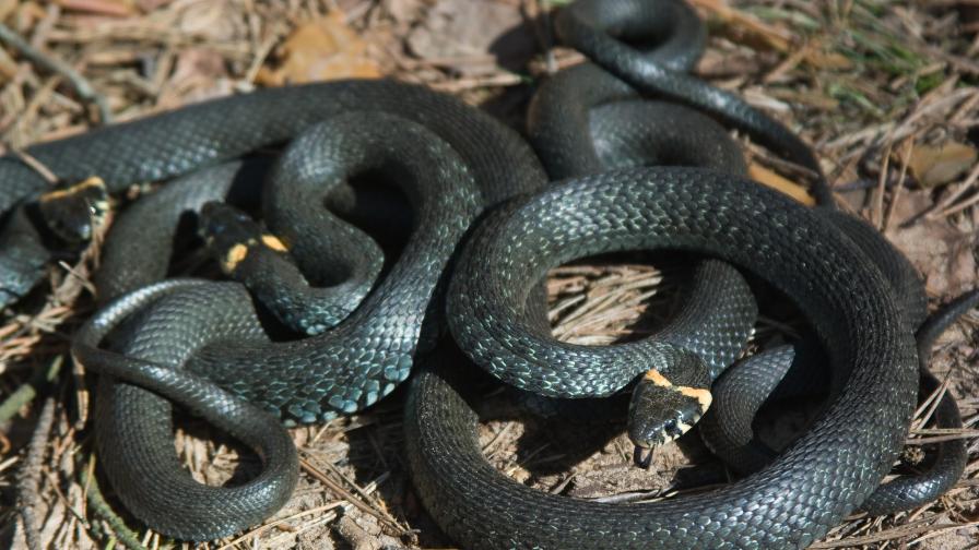 Змии може да са предали на хората мистериозния коронавирус