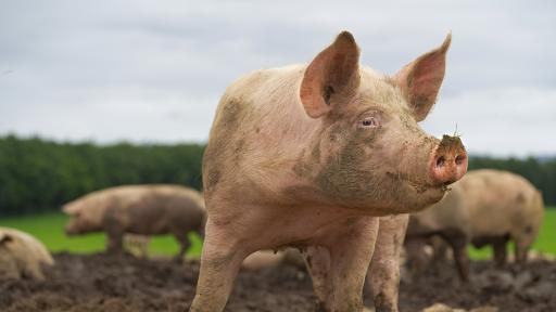  Дронове ще наблюдават и управляват африканската чума по свинете 