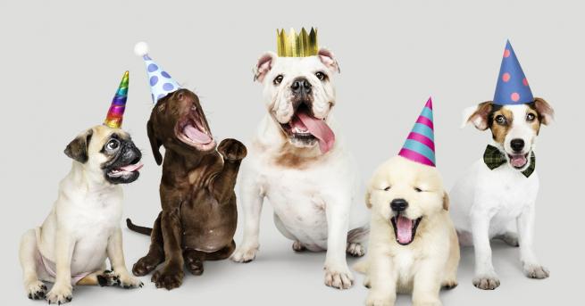 Любопитно Жена организира партита за кучета Тя е 54 годишна лондончанка