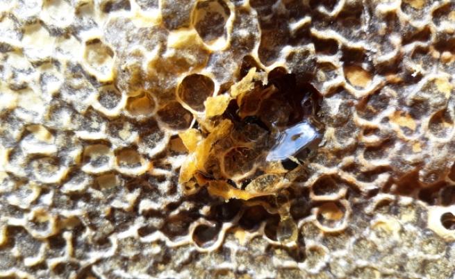 Пчели и пчеларство