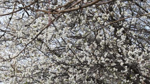  Слънчево, с температури до 19 градуса през днешния ден 