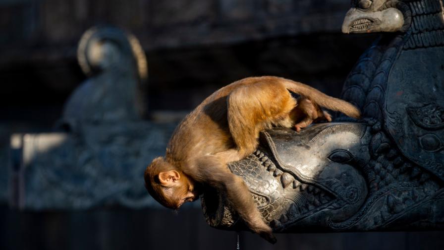 Имат ли маймуните чувство за хумор? (ВИДЕО)