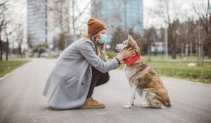 <p>Обучени кучета се включват в битката срещу COVID-19</p>