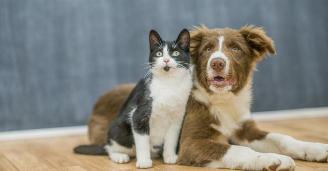 Любопитно Домашни любимци с кралски портрети снимки Идея за всички
