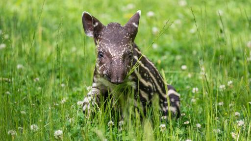  Тапирът e заплашен от незаконната продажба на пазарите в Перу 