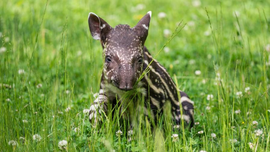 Тапирът e застрашен от нелегалната продажба на пазарите в Перу