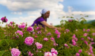 Заради COVID-19: Розоберът у нас е под въпрос