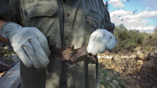  <p>Колко <strong>опасни</strong> са <strong>прилепите</strong> за хората</p> 