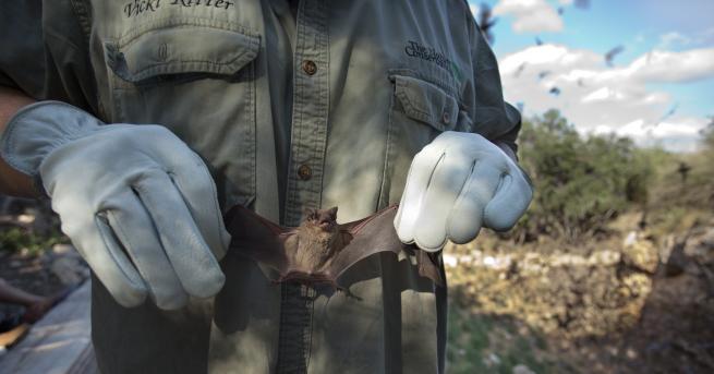 Любопитно Колко опасни са всъщност прилепите за хората Те представляват