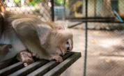  COVID-19: Животните в зоопарковете самотни без гости 