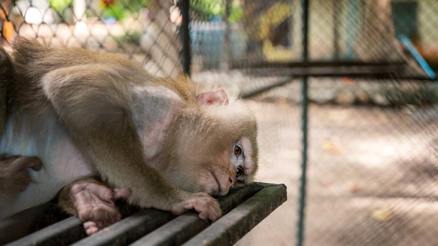 COVID-19: Животните в зоопарковете самотни без посетители