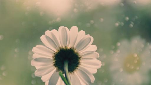  Снимка: pixabay 