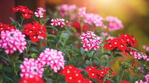  Двете стайни растения, които защищават от вируси 